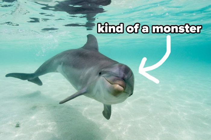 A dolphin swimming, with an arrow pointing to it, labeled 