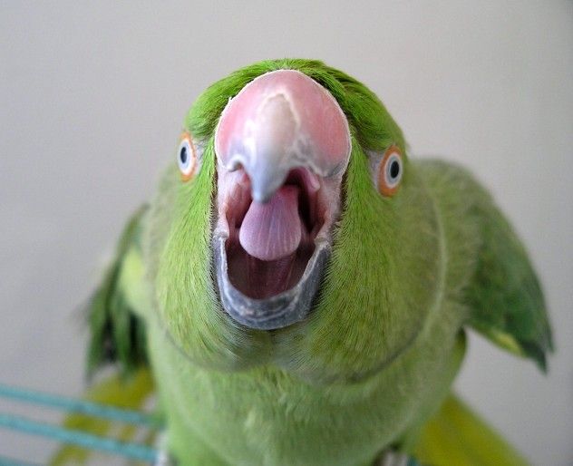 Angry Parrot