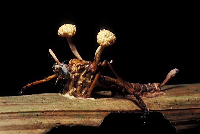 A large insect