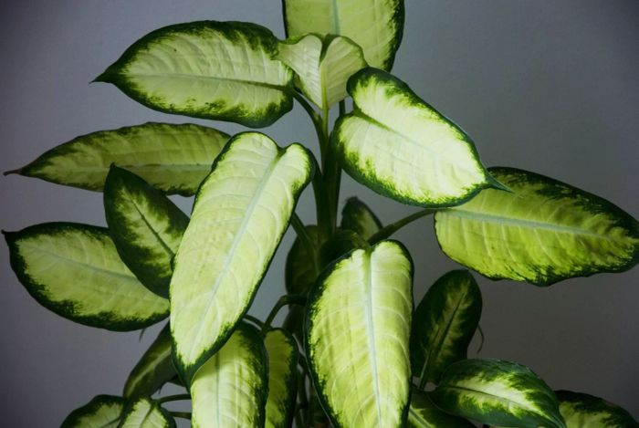 Dieffenbachia Plant
