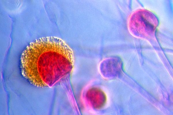 Bread Mold Spores