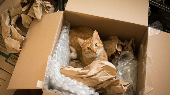 A cat plays in a box filled with bubble wrap.