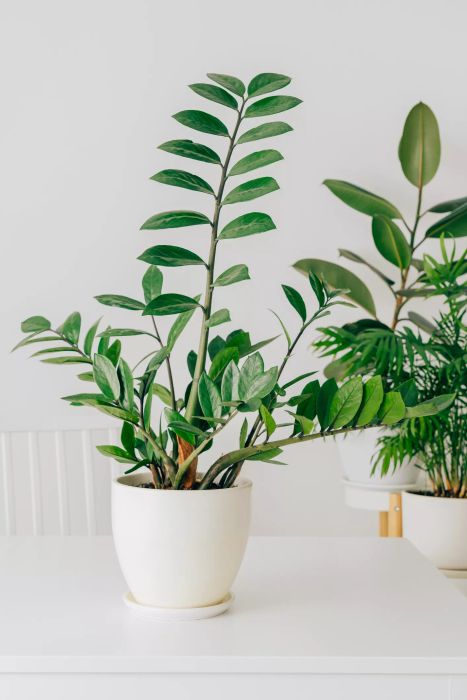 ZZ Plant