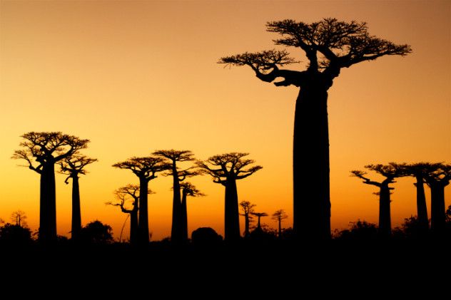 4 baobab