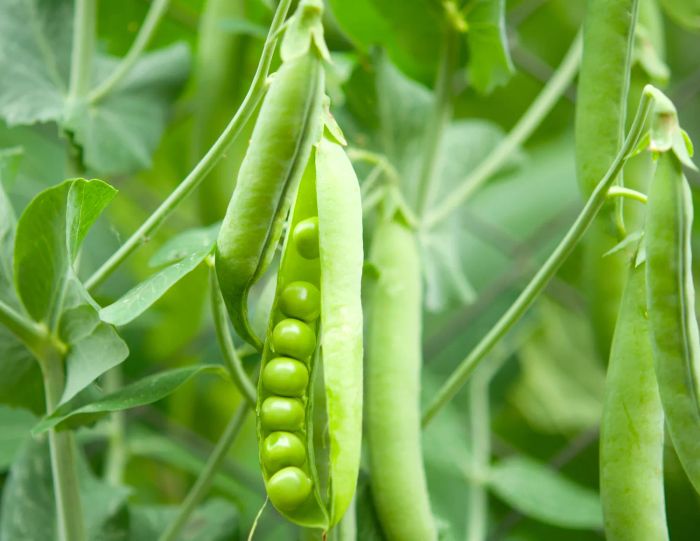 peas flourishing on a farm