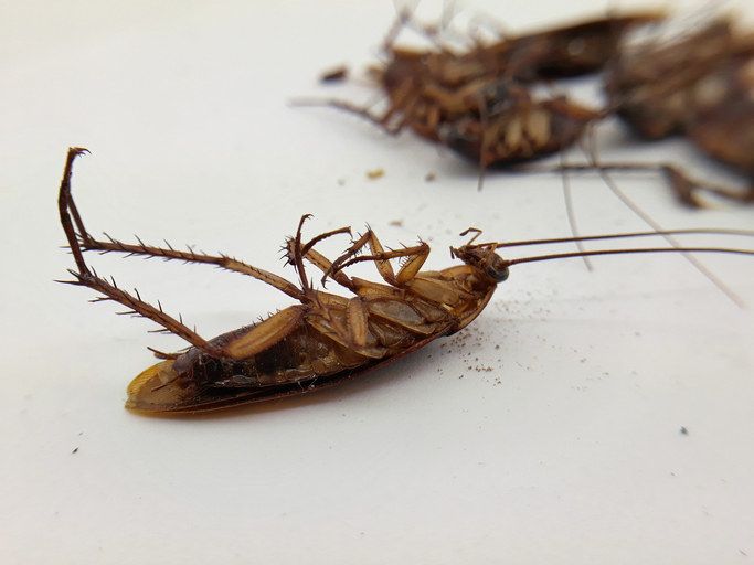 Dead cockroaches.