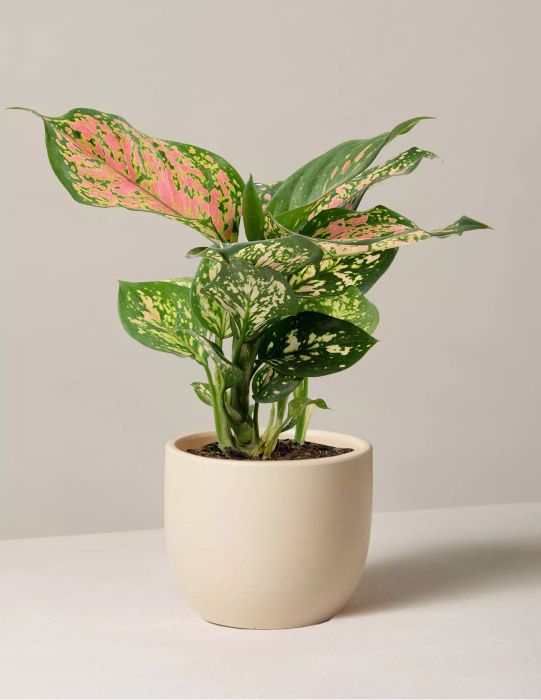Aglaonema Wishes