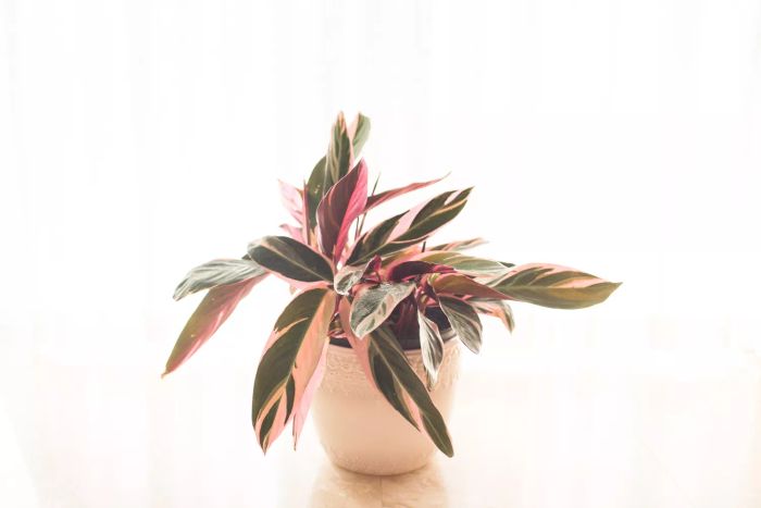A Triostar Stromanthe in a pot placed in front of a sunny window