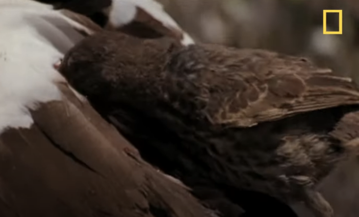 A finch feeding on the blood of a bird
