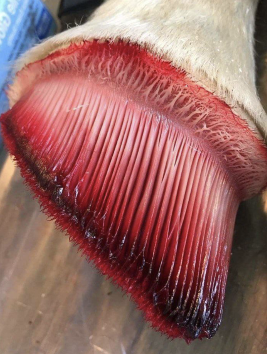 A horse's foot without its hoof.