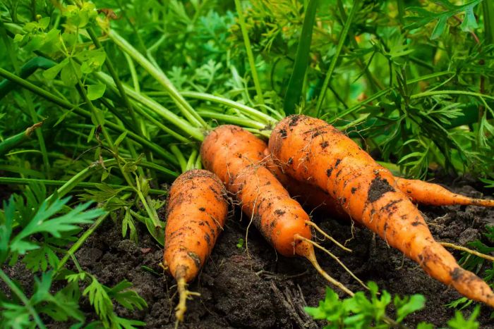 freshly harvested ripe carrots lying on the garden soil in a planting bed