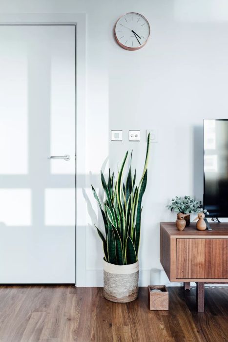 Low-Light Plants: Snake Plant