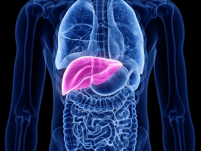 Liver diagram on the human chest.