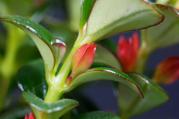 Goldfish plants thrive in low light conditions