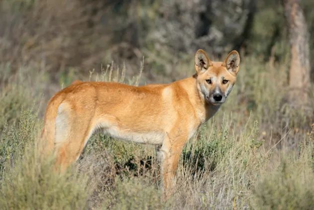 dingo