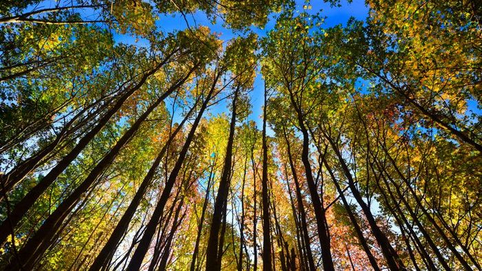 Autumn Leaves and Their Stunning Transformation