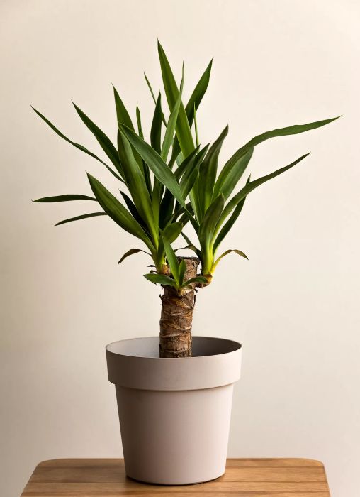 Yucca cane plant