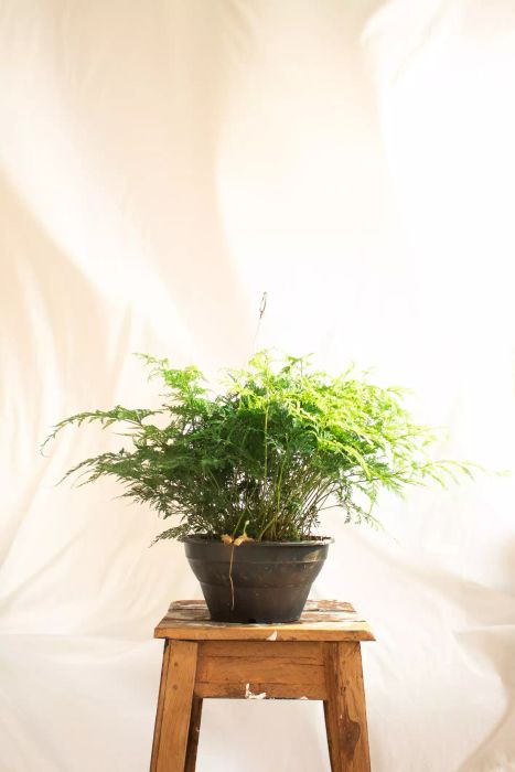 Rabbit's Foot Fern