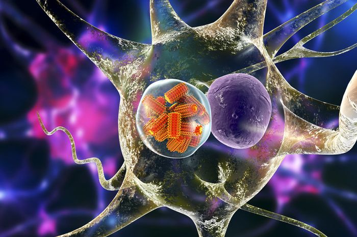 The rabies virus