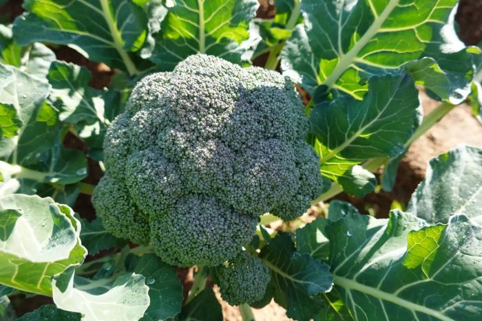 healthy vegetable garden concept, broccoli ready for harvest. broccoli as a health food
