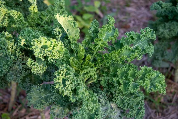 Kale plant