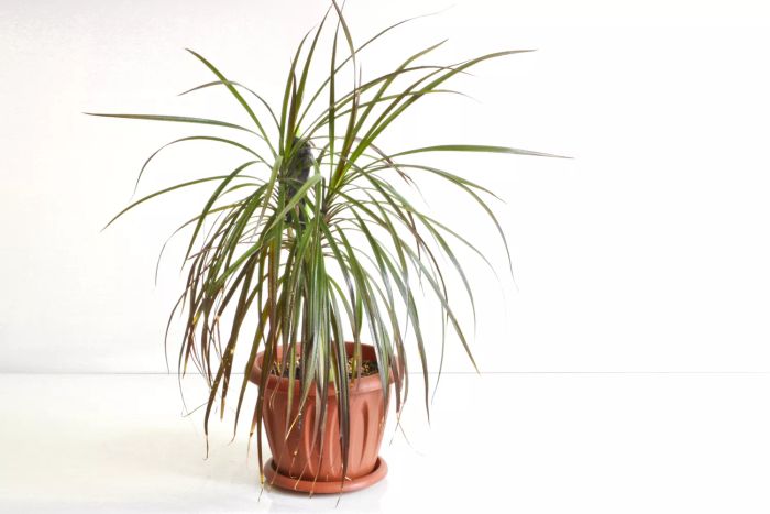 A dragon tree featuring long, slender leaves in a vibrant red pot
