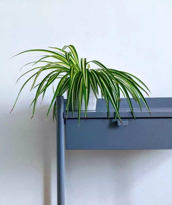 Low-Light Plant: Spider Plant