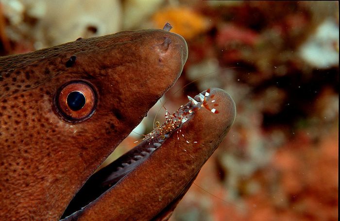 A moray eel