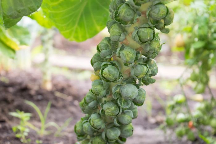 Close-up of Cultivated Brussels Sprouts on an Organic Farm