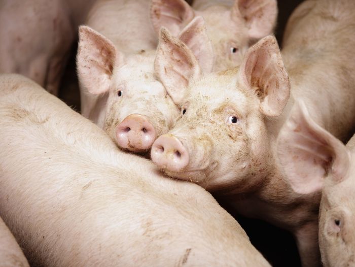 A group of pigs