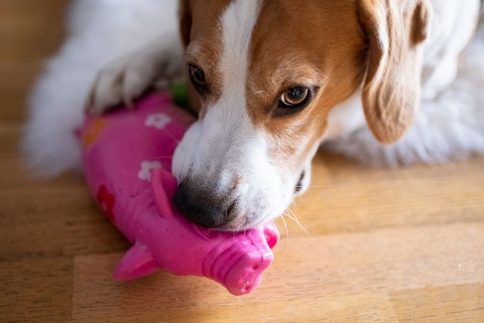 Dog holding a toy