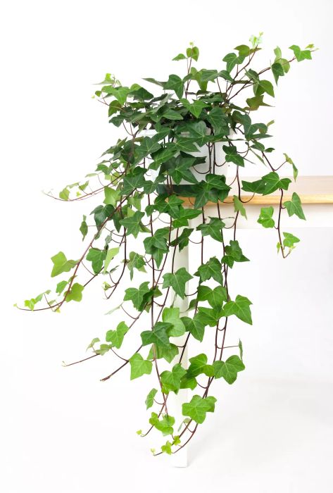 Low-Light Plants: Ivy