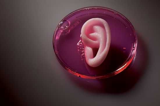 Organ-Regeneration-Ear-615