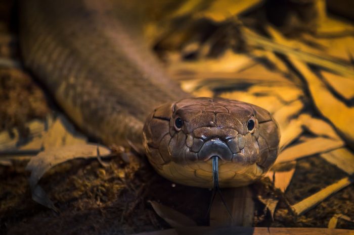 A close-up of a king cobra