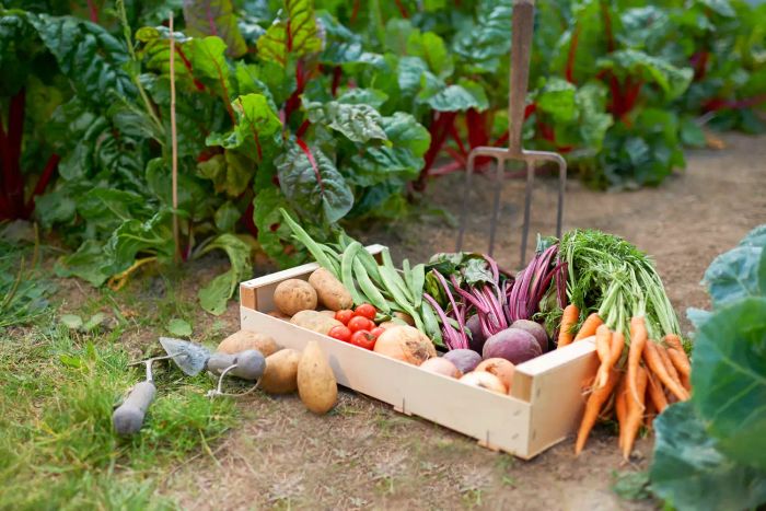 gathering fresh produce
