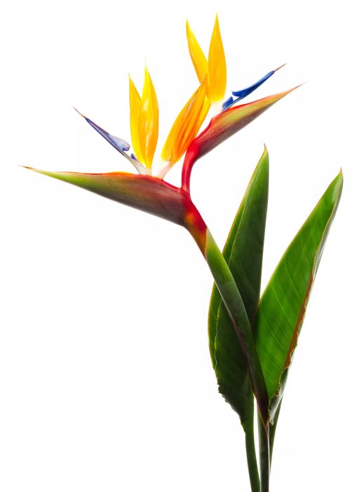 Bird of Paradise: A Low-Light Tropical Plant
