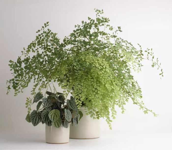 Low-Light Plants: Maidenhair Fern