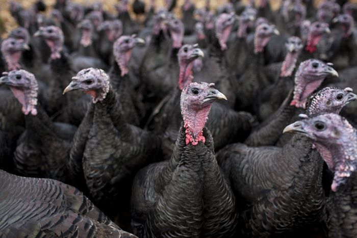 A group of turkeys gathered together