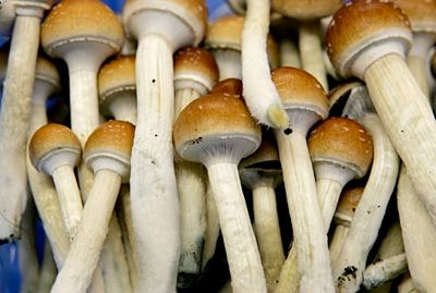 Mushrooms-Topper-2