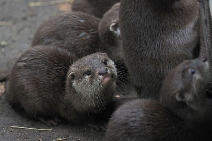 Baby otters