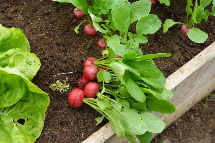 freshly picked radishes. large radishes grown and harvested through organic farming methods.