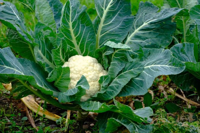 A homegrown cauliflower ready for picking in a vegetable garden