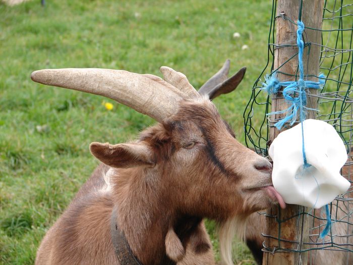 Goat licking salt.