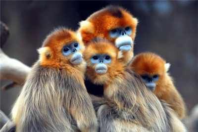 Animal-Photography-21