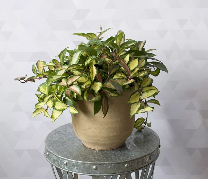 Ideal for Overly-Heated Rooms: Wax Plant