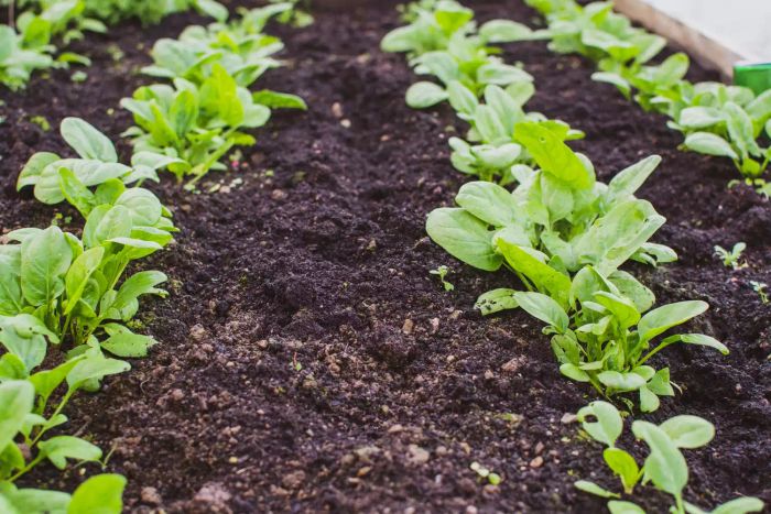 Neat rows of spinach growing in a backyard garden