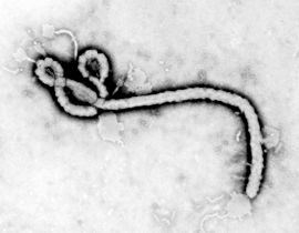 Ebola
