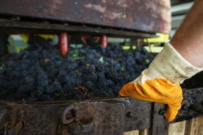 Pressed grapes from wine production can actually be turned into biofuel.