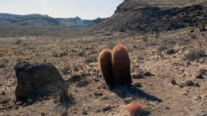 Mojave Desert