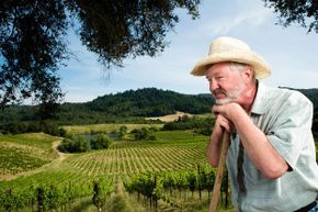 A vineyard worker tending to the vines